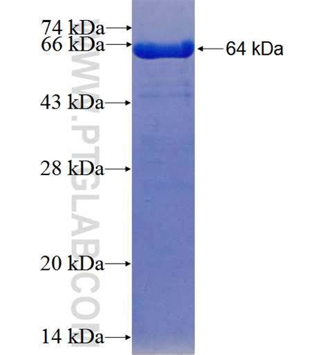 Occludin Fusion Protein Ag Proteintech