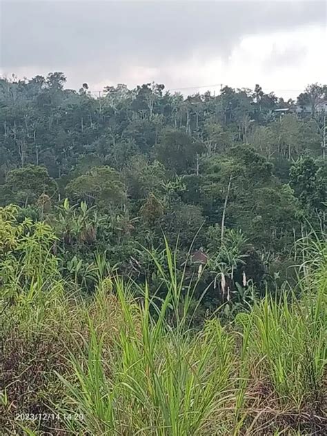 Tanah Di Wanagiri Singaraja Dekat Altavista Bali Mountain Villa Tanah