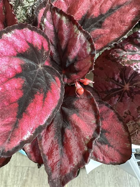 Rex Begonia Flower Buds Seeds R Begonias