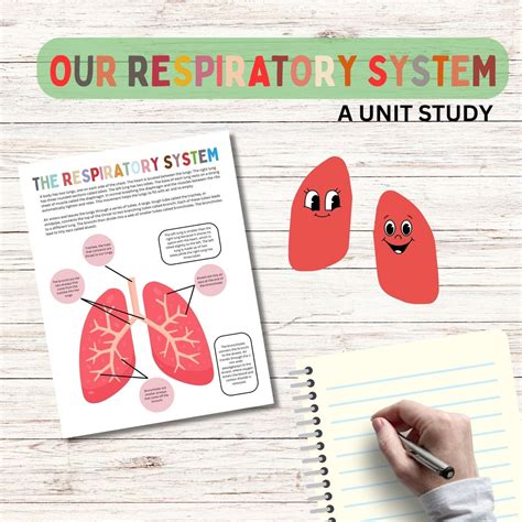 Respiratory System Bundle Human Anatomy Preschool Worksheets Toddler