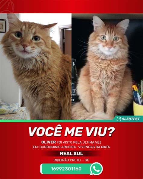 Gato Perdido Ribeir O Preto Sp Oliver Alertpet