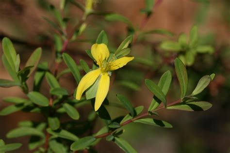 Native Florida Wildflowers: St. Andrew's-cross - Hypericum hypericoides