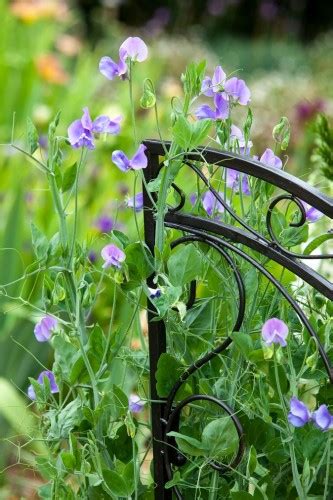 Don S Tips Sweet Peas Burke S Backyard