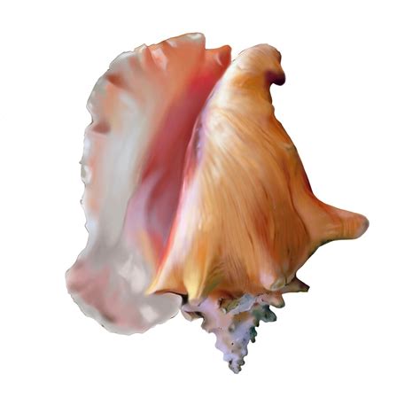 Conch Shell Digital Illustration Realistic Art Conch Shell Etsy