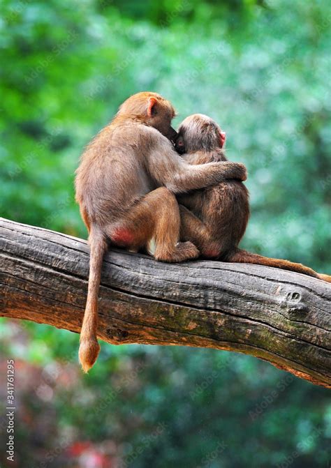 Mother and baby monkey together Stock Photo | Adobe Stock