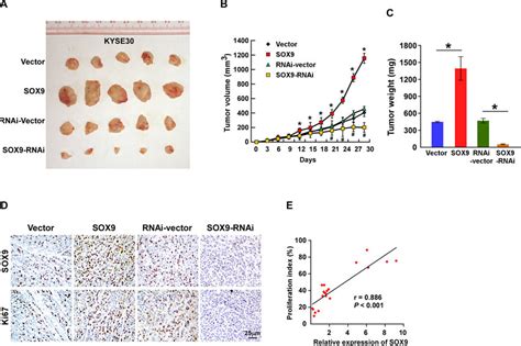 Upregulation Of Sox9 Enhances The Tumorigenicity Of Escc Cells In Vivo