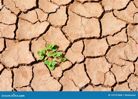 Planta No Deserto Seco Terra Rachada Foto De Stock Imagem De Ainda