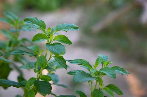 Premium Photo Medicinal Basil Or Green Organic Tulsi Leaves Plant