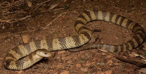 The Ten Most Venomous Snakes in Australia | Wildest