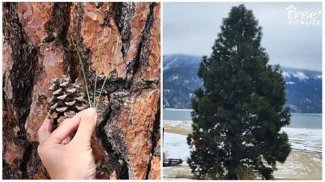 38 Different Types of Pine Trees & Their Identifying Features