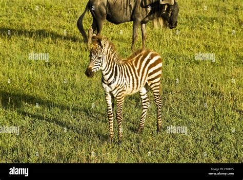 Tansania Zebra Hi Res Stock Photography And Images Alamy