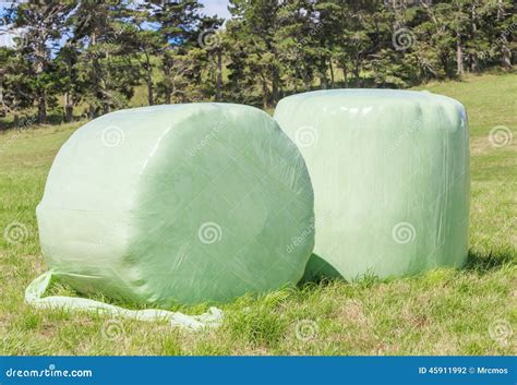 Bales Of Green Crop Silage Wrapped Up In White Plastic For Storage