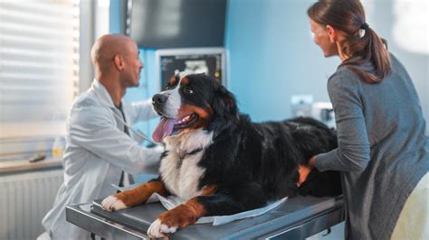 Gastropexy in Dogs | PetMD