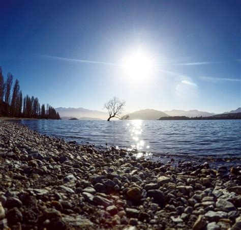 That Wanaka Tree Taken winter of at Lake Wanaka New Zealand - Photorator