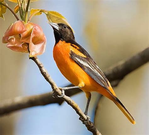 Birds Of The World Baltimore Oriole