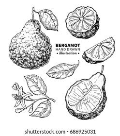 Bergamot Vector Drawing Isolated Vintage Illustration Stock Vector (Royalty Free) 686925031