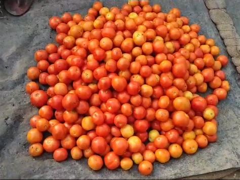 Tomato Price Reached The Ground After Touching The Sky हरदोई में 60