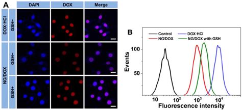 Typical CLSM A And FCM Determinations B Of Intracellular DOX