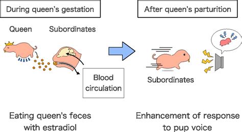 Responses To Pup Vocalizations In Subordinate Naked Mole Rats Are