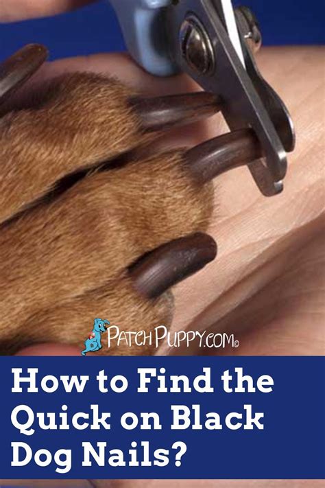 How To Find The Quick On Black Dog Nails Dog Nails