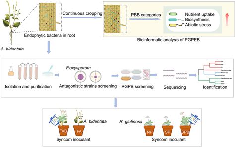 Frontiers The Functional Identification And Evaluation Of Endophytic