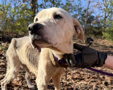 Animal Cruelty Task Force Rescues 15 Dogs From Starvation In Another