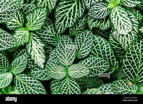 Full Framed View Of The Leaves Of The Mosaic Plant Lat Fittonia