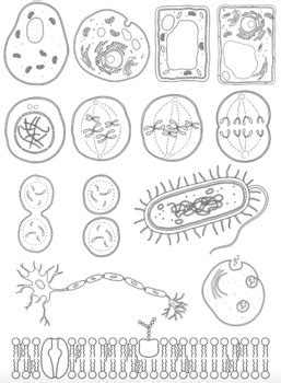 Cell Biology Diagrams by Tobie T | Teachers Pay Teachers