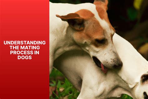 Canine Breeding Tips: How to Unstick Dogs When Mating - palswithpets.com