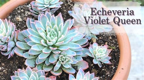 Echeveria Violet Queen Transplante Cuidados Y Riego Youtube