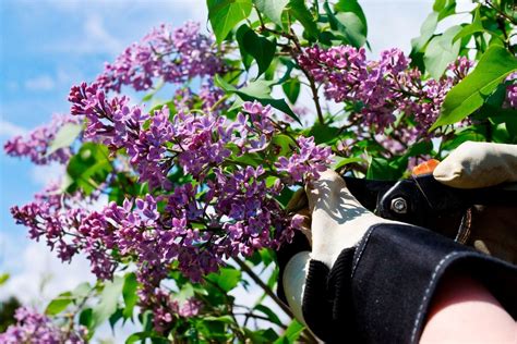 Tips For Pruning A Lilac When And How To Prune Lilacs Gardening Know How