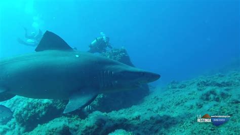 Tiburón Solrayo De Nuevo En El Hierro Junio 2019 Youtube