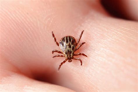 Wood Tick On Blade Of Grass In Northeastern Wisconsin Stock Photo