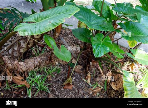 Colocasia Ornementale Banque De Photographies Et Dimages Haute