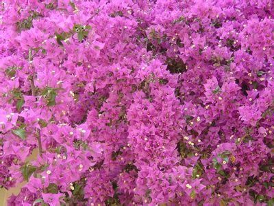 Flowering Perennial Shrubs Ehow Uk