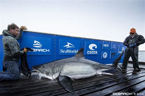 6 Great White Sharks Tracked Off Floridas Coast