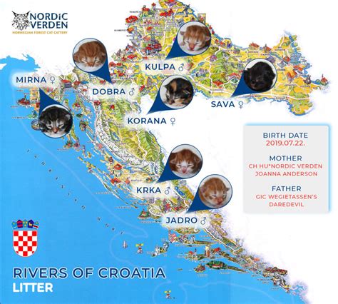 A Alom Rivers Of Croatia Nordic Verden Norvég Erdei Macska Tenyészet