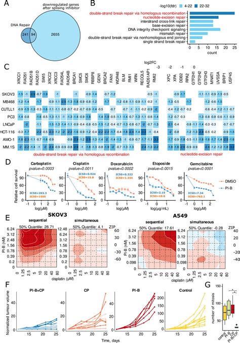 Murine Ct26 Colon Carcinoma Cells ATCC Bioz