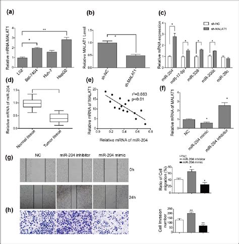 Figure 1 From The Long Non Coding Rna Malat1 Promotes The Migration And