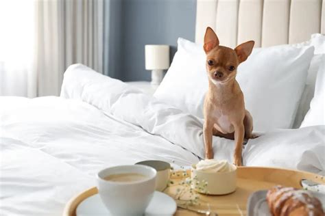 Hotel Amenities for Your Furry Friend: What to Look For