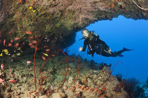 Under the Sea's the Place to Be: A Guide to the World's Best Diving ...