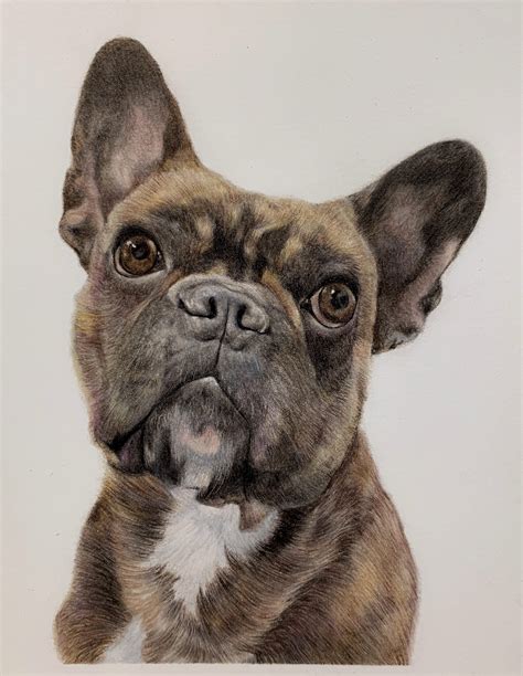 Colored Pencil Dog Portraits: Capturing the Unique Charm of Our Canine Companions