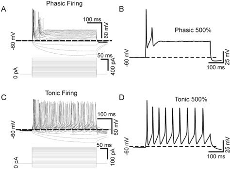 Phasic And Tonic Firing Patterns In Sympathetic Neurons Download