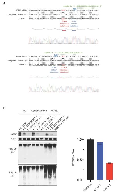 Figures And Data In Gpcr Signaling Inhibits Mtorc Via Pka