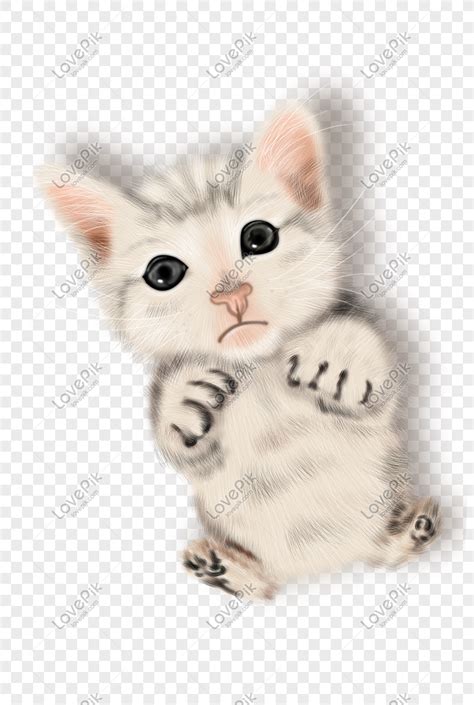 Unduh 76 Gambar Hewan Kucing Yang Lucu Terbaik Pixabay Pro