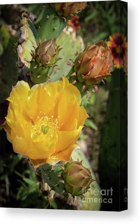 Swiss On Twitter RT Todgrubbs Blooming Prickly Pear Cactus