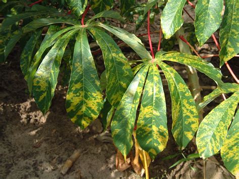 Cassava Bacterial Blight