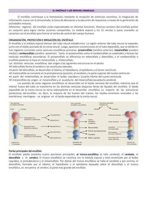 SOLUTION El Enc Falo Y Los Nervios Craneales Studypool