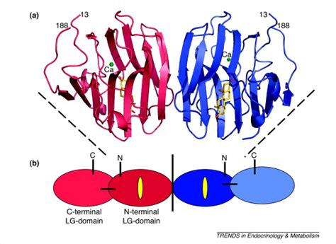 Shbg Sex Hormone Binding Globulin Fertilitycenter