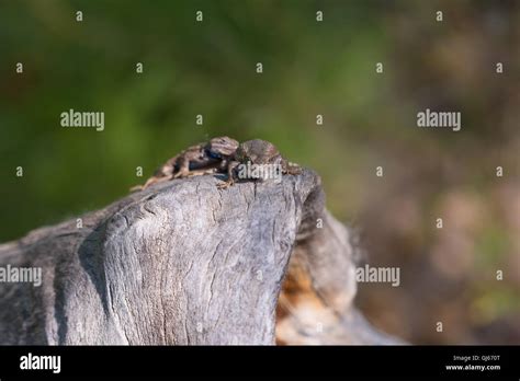 Lizards Mating Hi Res Stock Photography And Images Alamy